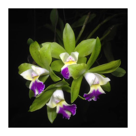 Cattleya Landwoods - Ad