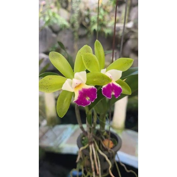 Cattleya Landwoods - Ad