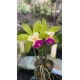 Cattleya Landwoods - Ad