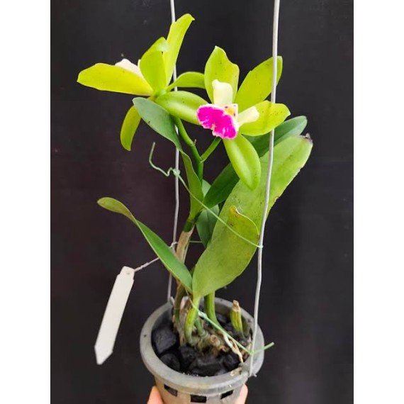 Cattleya Landwoods - Ad