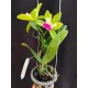 Cattleya Landwoods - Ad