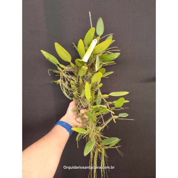 Bulbophyllum Sikkimenses - Touceira da COLEÇÃO