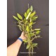 Bulbophyllum Sikkimenses - Touceira da COLEÇÃO