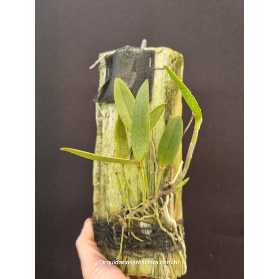Cattleya Forbesii Trilabelo - AD (na placa)
