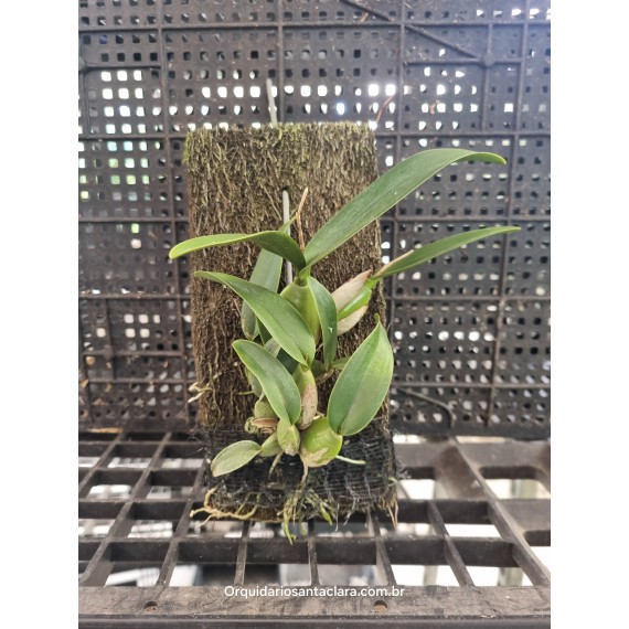 Laelia Rubescens - AD ( na placa )