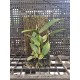 Laelia Rubescens - AD ( na placa )