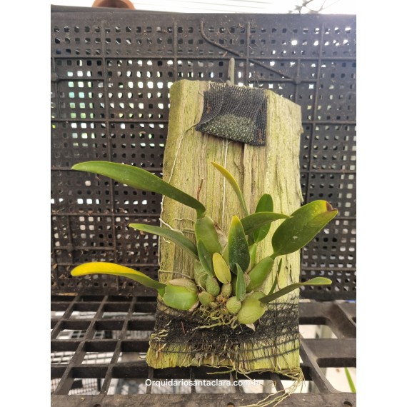 Laelia Rubescens - AD ( na placa )