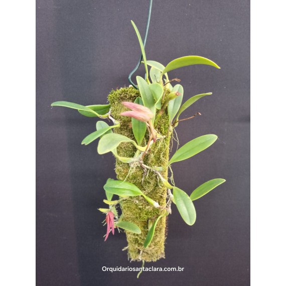 Bulbophyllum Fraudulentum - Touceira da COLEÇÃO