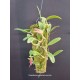 Bulbophyllum Fraudulentum - Touceira da COLEÇÃO