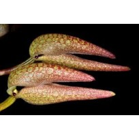 Bulbophyllum Fraudulentum - Touceira da COLEÇÃO