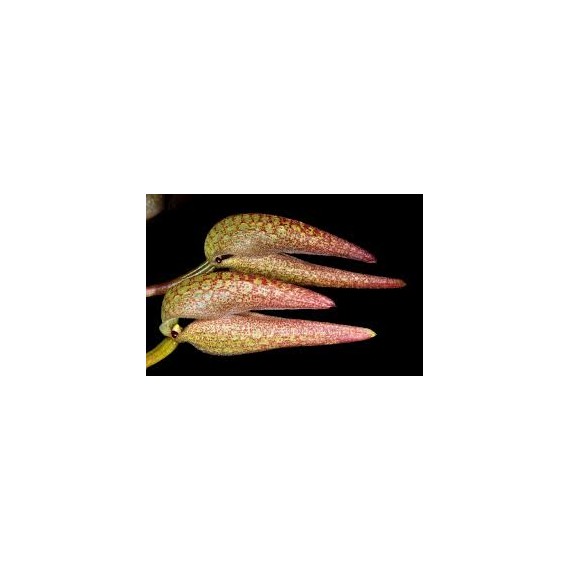 Bulbophyllum Fraudulentum - Touceira da COLEÇÃO