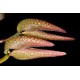 Bulbophyllum Fraudulentum - Touceira da COLEÇÃO