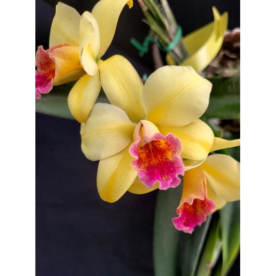Slc. Golden Aclaim Richella - Ad