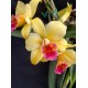 Slc. Golden Aclaim Richella - Ad
