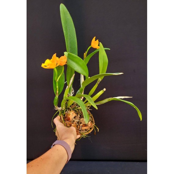 Rlc. Orange Yen - AD