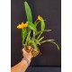 Rlc. Orange Yen - AD
