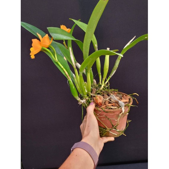 Rlc. Orange Yen - AD