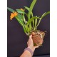 Rlc. Orange Yen - AD