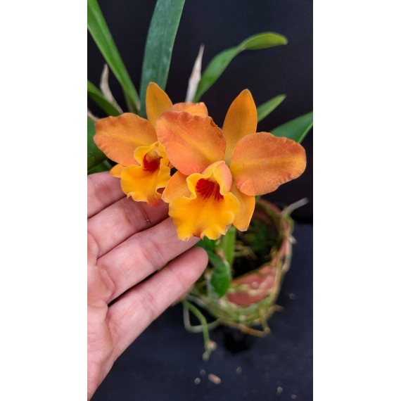 Rlc. Orange Yen - AD