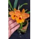 Rlc. Orange Yen - AD