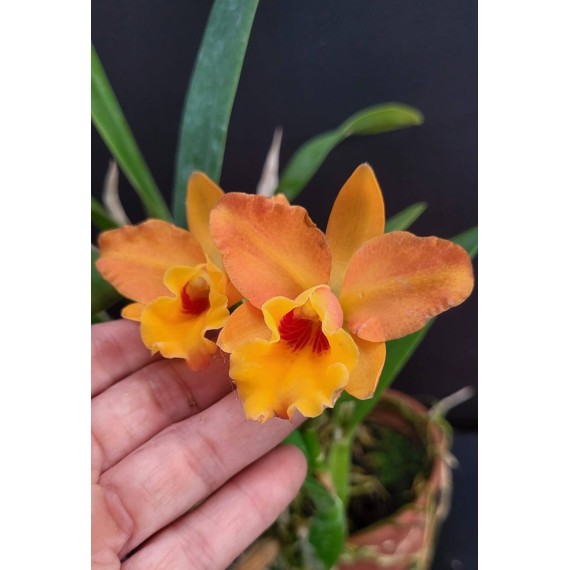 Rlc. Orange Yen - AD