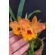 Rlc. Orange Yen - AD