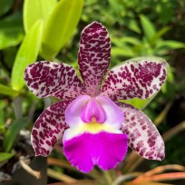 Cattleya  Summer Spots - AD