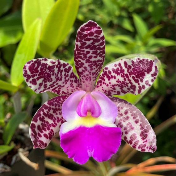 Cattleya  Summer Spots - AD