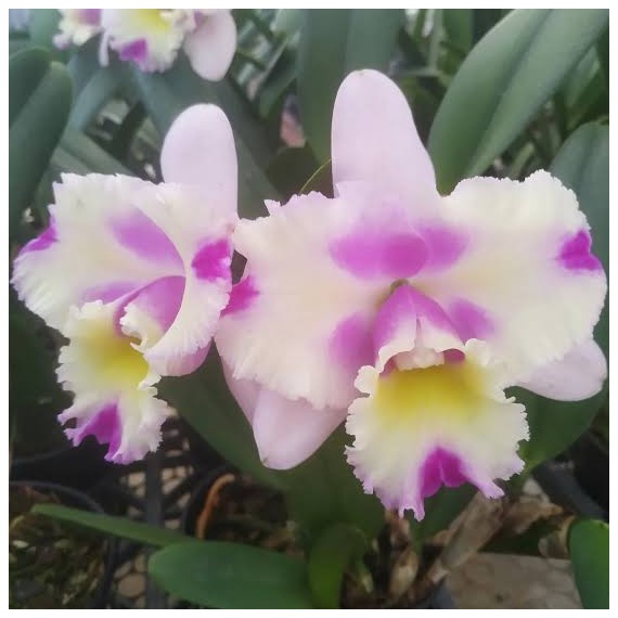 Blc. Nobiles Flash - AD