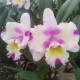 Blc. Nobiles Flash - AD