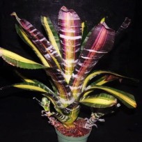 Aechmea Roberto Menescal
