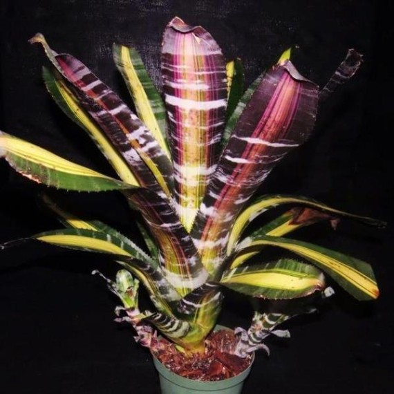 Aechmea Roberto Menescal