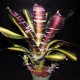 Aechmea Roberto Menescal