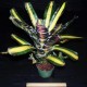 Aechmea Roberto Menescal