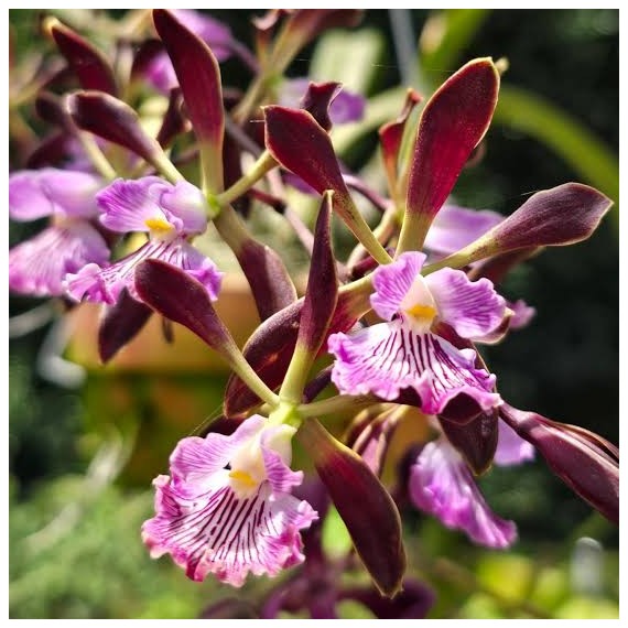 Encyclia Orchid Jungle na madeira - AD