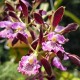 Encyclia Orchid Jungle na madeira - AD