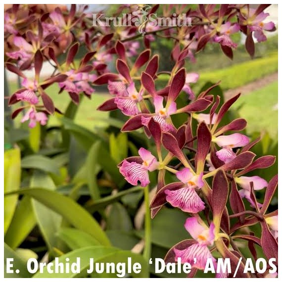 Encyclia Orchid Jungle na madeira - AD