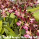 Encyclia Orchid Jungle na madeira - AD