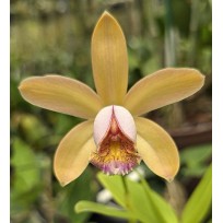 Cattleya Forbesii Aurea Caliman - AD