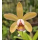 Cattleya Forbesii Aurea Caliman - AD