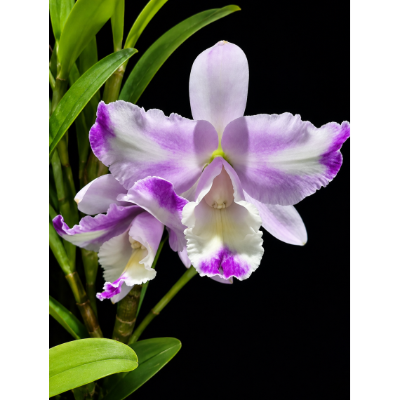 Rlc. Bianca Ross - AD