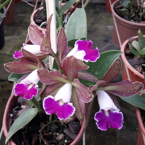 Bc. Itaorchids - AD