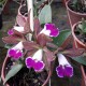 Bc. Itaorchids - AD