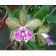 Bc. Itaorchids - AD