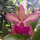 Bc. Itaorchids - AD