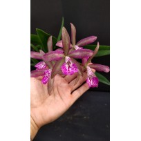 Bc. Maikai x Landate - Ad