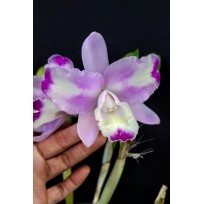Rlc. Bianca Ross - AD