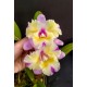 Blc. Nobiles Flash - AD