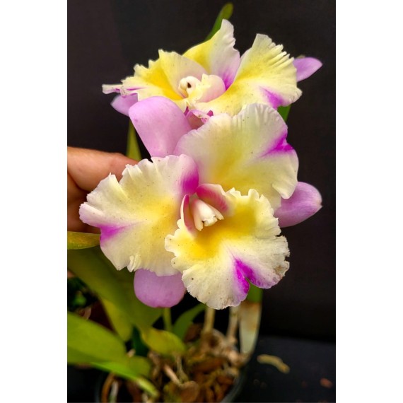 Blc. Nobiles Flash - AD