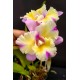Blc. Nobiles Flash - AD